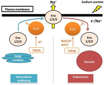 Sodium Acetate Responses in Saccharomyces cerevisiae and the Ubiquitin Ligase Rsp5